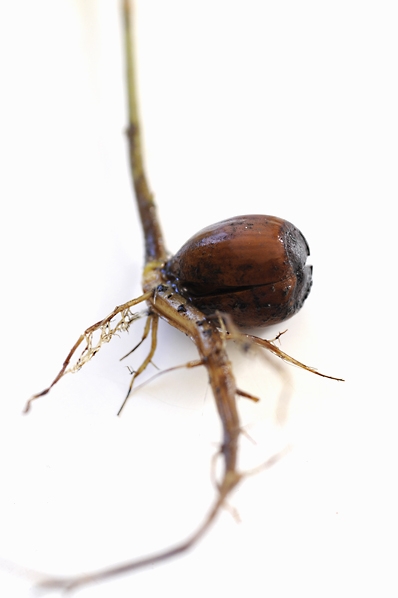 Hassel, Corylus avellana