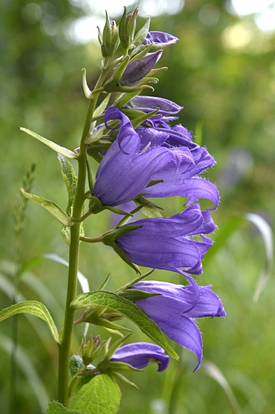 Hässleklocka, Campanula latifolia