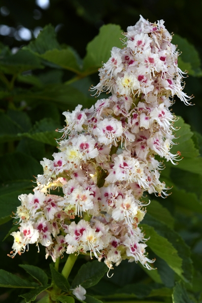 Hästkastanj, Aesculus hippocastanum