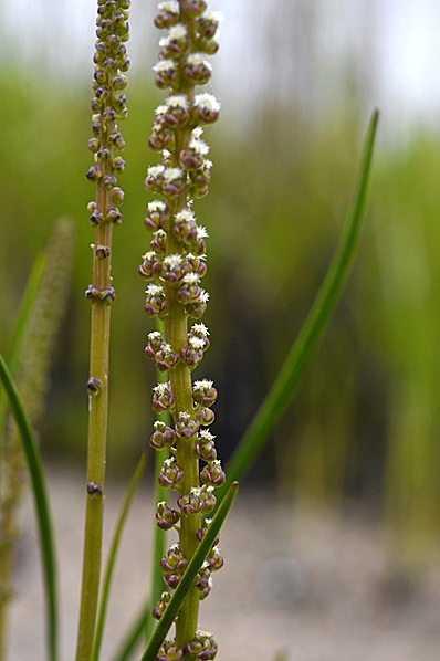 Havssälting, Triglochin maritima