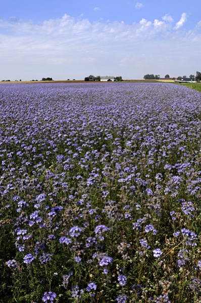 Honungsfacelia, Phacelia tanacetifolia, Skånskt landskap, Skåne