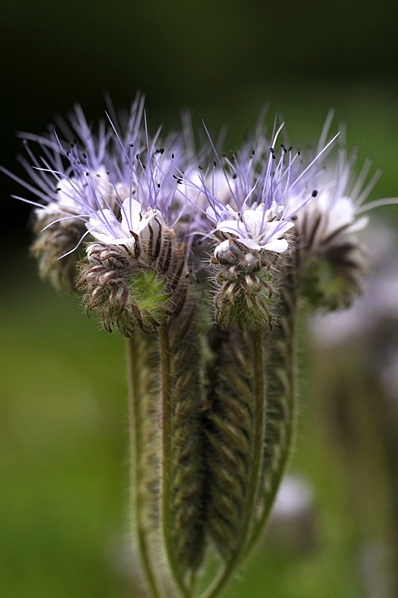 Honungsfacelia, Phacelia tanacetifolia