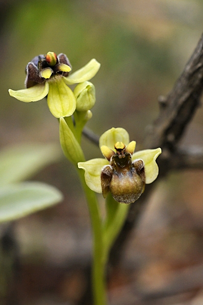 Humleofrys, ofrys, Ophrys bombyliflora