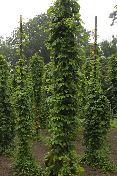 Humle, Humulus lupulus