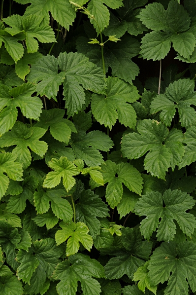Humle, Humulus lupulus