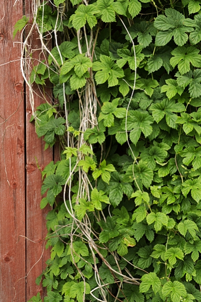Humle, Humulus lupulus