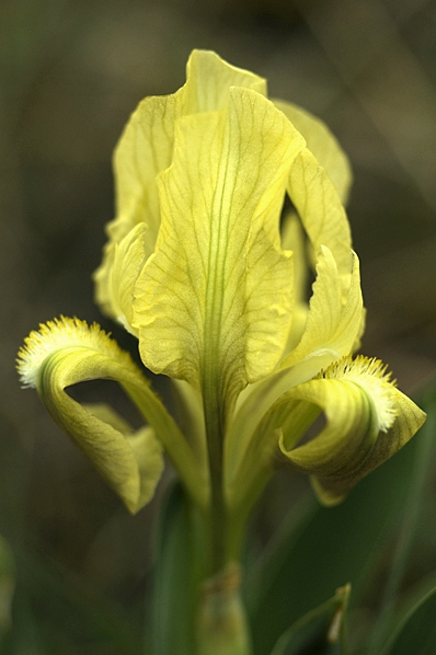Dvärgiris, Hundiris, Iris lutescens