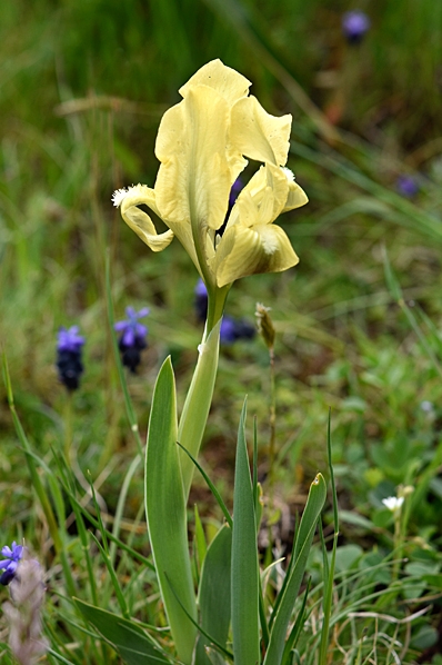 Dvärgiris, Hundiris, Iris lutescens
