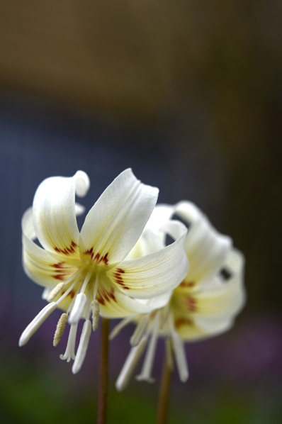 Hundtandslilja 'White Beauty' Erythronium californicum