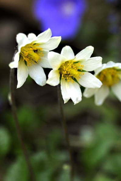 Hybridfjällsippa, Dryas x suendermannii