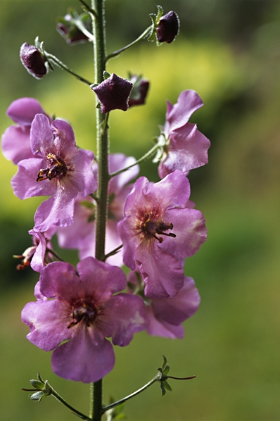 Hybridkungsljus, Verbascum