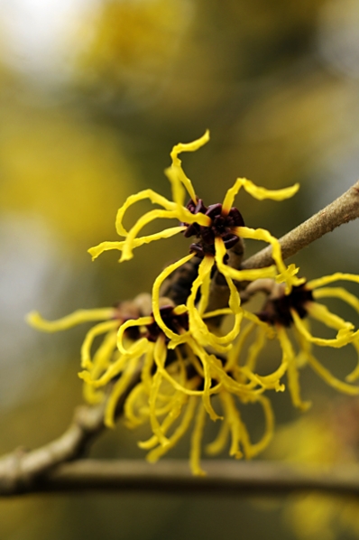 Hybridtrollhassel 'Nina', Hamamelis x intermedia, trollhassel