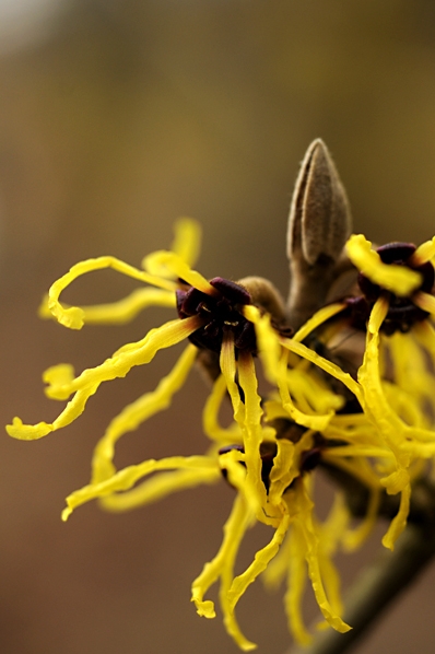 Hybridtrollhassel 'Nina', Hamamelis x intermedia, trollhassel
