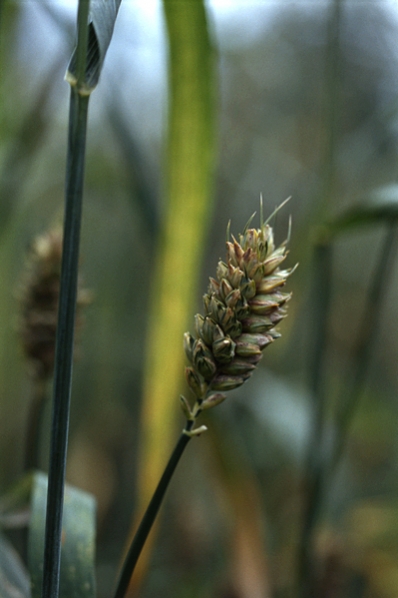 Indiskt dvärgvete, Triticum aestivum ssp. sphaerococcum, Shotwheat, wheat