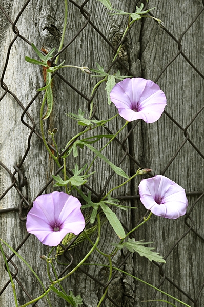 Ipomoea sp.
