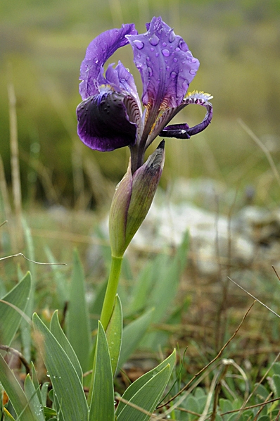 Iris bicapitata, monte gargano