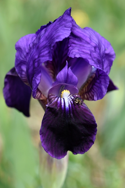 Iris bicapitata, monte gargano