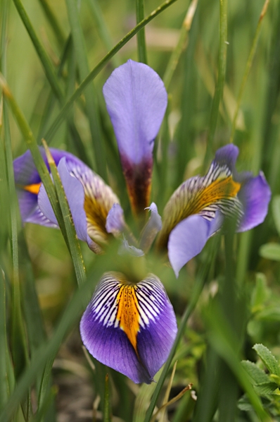 Iris cretensis