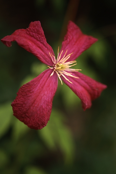 Italiensk klematis, Clematis viticella