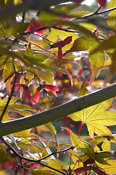 Japansk lönn, 'Shojo', Acer palmatum