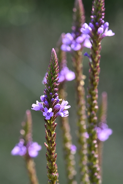 Järnört, Verbena officinalis