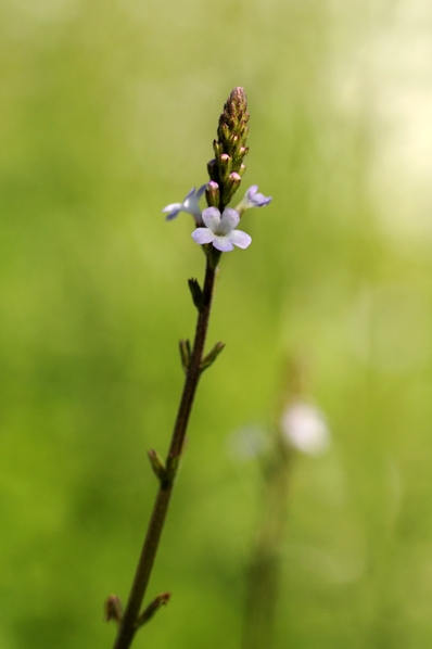 Järnört, Verbena officinalis