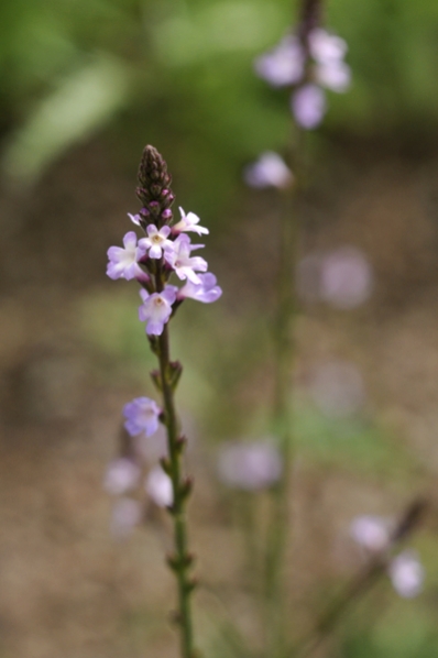 Järnört, Verbena officinalis