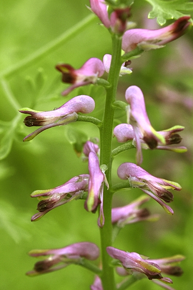 Jordrök, Fumaria officinalis