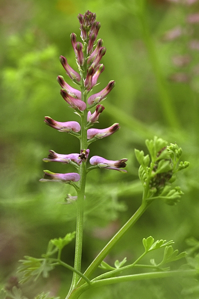 Jordrök, Fumaria officinalis