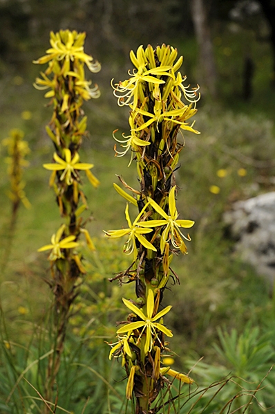 Junkerlilja, Asphodeline lutea
