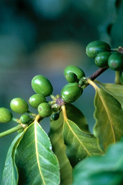 Kaffe, Coffea arabica