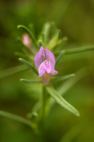 Kalvnos, Misopates orontium