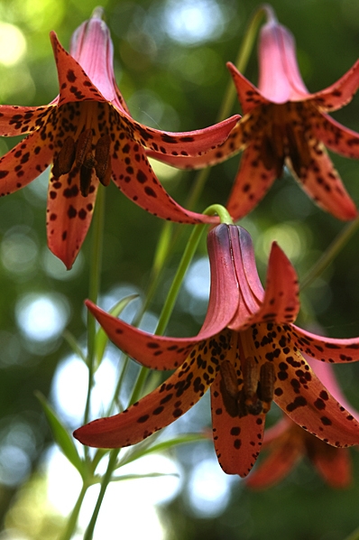 Kanadalilja, Lilium canadense