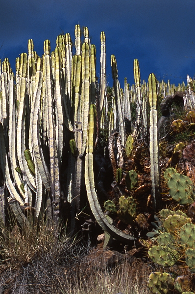 Kandelabereuforbia, Euphorbia canariensis