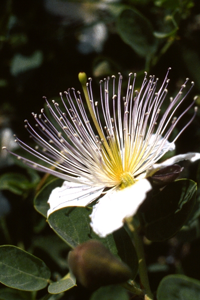 Kapris, Capparis spinosa