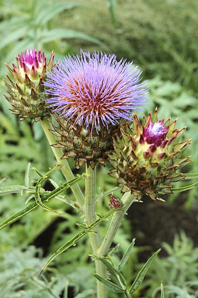 Kardon, Cynara cardunculus