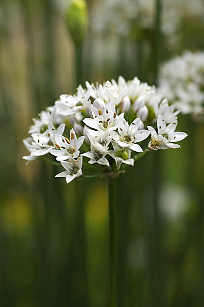 Kinesisk gräslök, Allium tuberosum