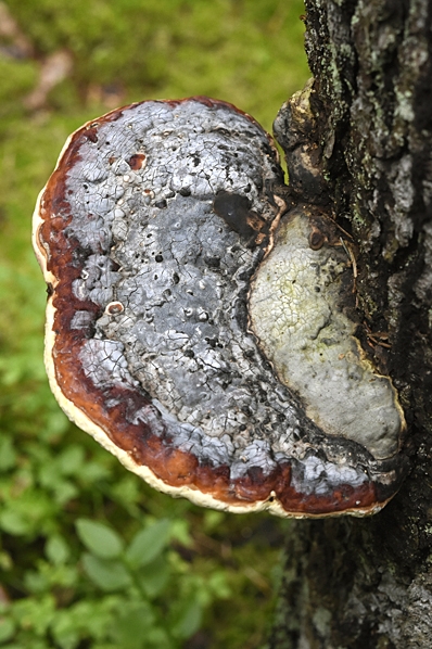 Klibbticka, Fomitopsis pinicola