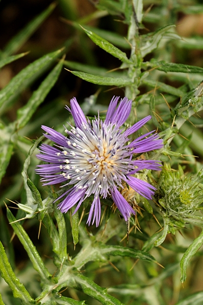 Klinttistel, Galactites tomentosa