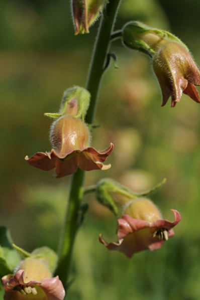 Knekttobak, Nicotiana glutinosa