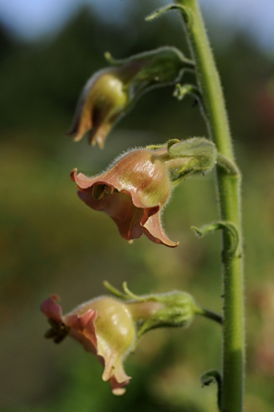 Knekttobak, Nicotiana glutinosa