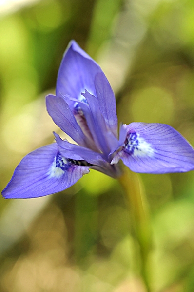 Knöliris, Gynandriris sisyrinchium, iris, Moraea sisyrinchium