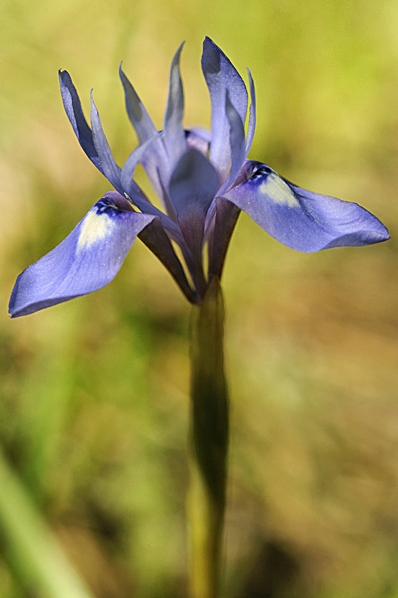 Knöliris, Gynandriris sisyrinchium, iris, Moraea sisyrinchium