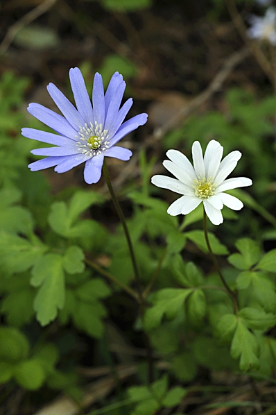 Knölsippa, Anemone appennina