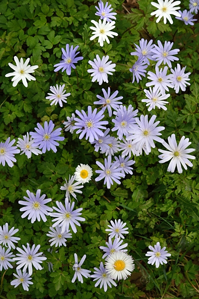 Knölsippa, Anemone appennina