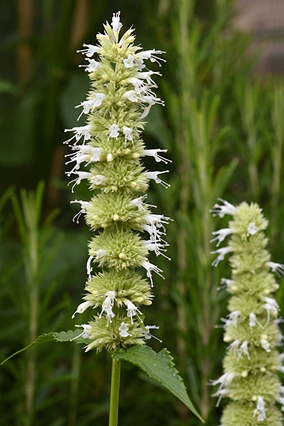 Koreansk anisisop 'Alabaster', Agastache rugosa