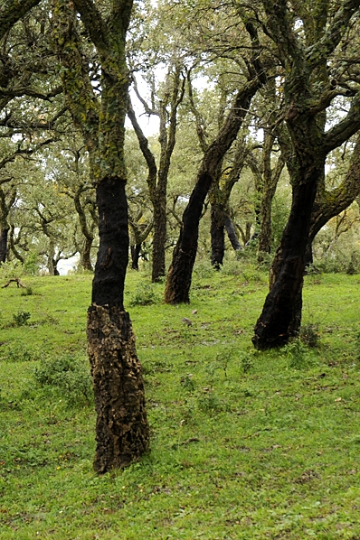 Korkek, Quercus suber, Madoniebergen, Madonie mountains