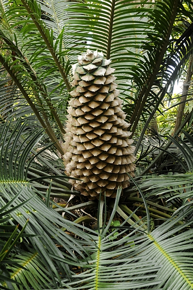 Kottepalm, Lepidozamia peroffskyana