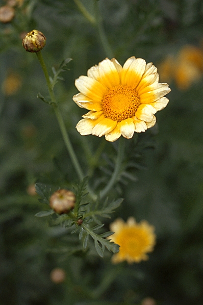 Kranskrage, Glebionis coronaria, Chrysanthemum coronarium, Tunf Hao, Shungiku