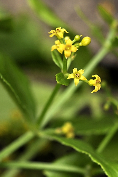 Krapp, Rubia tinctorum